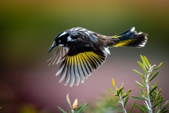 Nature.Awarded.Highly-Commended.Paul-Dodd.New-Holland-Honeyeater-in-Flight.S0969.U0289.I0699