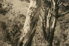 05-124-W-T-Owens-FRPS-White-Gums-1940
