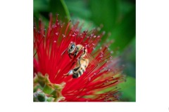 Busy Bee - Suzanne Martin (Commended - Open A Grade - 08 Apr 2021 PRNT)