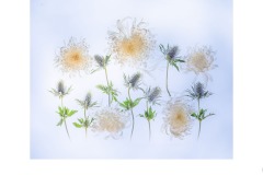 Chrysanthemums and Sea Holly - Lesley Bretherton (Best - Open A Grade - 08 Apr 2021 PRNT)