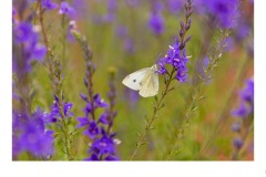 White/Purple - Lynette McKelvie (Highly Commended - Open B Grade - 08 Apr 2021 PRNT)