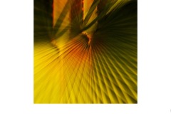 Leaf Study - Nicole Andrews (Highly Commended - Set Subj A Grade - 08 Jul 2021 PRNT)