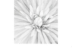 Patterns in Nature - Mark Devaraj (Commended - Open A Grade - 08 Jul 2021 PRNT)