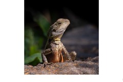 Sunbaking - Nicole Andrews (Commended - Open A Grade - 08 Jul 2021 PRNT)