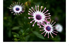 Other worldly blooms - Matt Smith (Commended - Open B Grade - 08 Oct 2020 PDI)