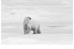 What was that? - Gary Richardson (Highly Commended - Open A Grade - 08 Oct 2020 PDI)