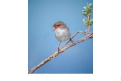 wren - Kyffin Lewis (Commended - Open A Grade - 08 Oct 2020 PDI)