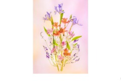 Alstromeria and Iris - Lesley Bretherton (Commended - Open A Grade - 09 Sep 2021 Print via PDI)