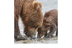 Here's how you eat a clam - Gary Richardson (Highly Commended - Open A Grade - 09 Sep 2021 Print via PDI)