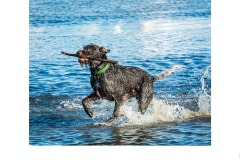 Its mine - Graeme Diggle (Commended - Open A Grade - 09 Sep 2021 Print via PDI)