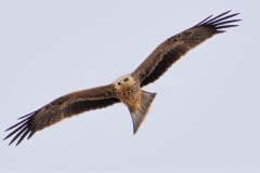 Soaring-Kite-Adrian-Fisher-Commended-Open-B-Grade-10-Feb-2022