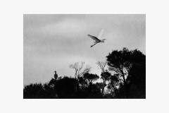The-wetlands-Ashil-Davawala-Best-Open-B-Grade-10-Feb-2022