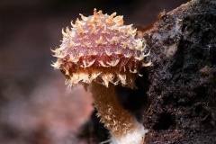 Fungi-Study-Nicole-Andrews-Best-Open-A-Grade-10-Mar-2022