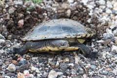 Nesting-Turtle-Adrian-Fisher-Commended-Open-B-Grade-10-Mar-2022