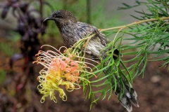 Wattle Bird 1 - Jim O'Donnell (Highly Commended - Open A Grade - 10 Mar 2022)