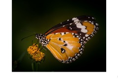 Butterfly LNP - Annette Donald (Commended - Open A Grade - 10 Sep 2020 PDI)