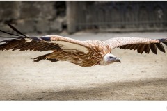 Cruising - John Godfrey (Commended - Open B Grade - 10 Sep 2020 PDI)