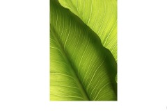 Leaves - Suzanne Martin (Commended - Open A Grade - 10 Sep 2020 PDI)