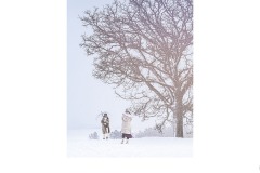 Seven Stars tree - Lesley Bretherton (Commended - Open A Grade - 10 Sep 2020 PDI)