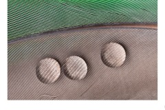 Water on Feather - Ruth Woodrow (Commended - Set Subj A Grade - 10 Sep 2020 PDI)