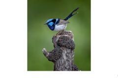 fairy wrren - Kyffin Lewis (Commended - Open A Grade - 10 Sep 2020 PDI)