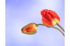 Poppy-Buds-Lesley-Bretherton-Best-Open-A-Grade-Print-11-Aug-2022