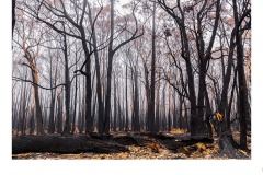 Benloch Bushfire - Lynette McKelvie (Highly Commended - Open B Grade - 11 Feb 2021 PRNT)
