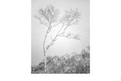 Birch Tree Lake Mashu - Lesley Bretherton (Commended - Open A Grade - 11 Feb 2021 PRNT)