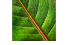 Bird Of Paradise Leaf - Suzanne Martin (Best - Set Subj A Grade - 11 Feb 2021 PRNT)