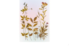 Botanical (Weeds of South Melbourne) - Ruth Woodrow (Best - Open A Grade - 11 Feb 2021 PRNT)
