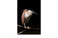Nankin Night Heron - mark devaraj (Highly Commended - Open A Grade - 11 Feb 2021 PRNT)
