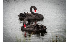 Swan Lake - Sally Paterson (Commended - Set Subj A Grade - 11 Feb 2021 PRNT)