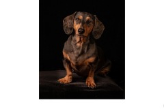 Chippy - Suzanne Martin (Highly Commended - Open A Grade - 11 Jun 2020 PDI)