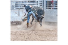 Lifting off  - Charles Wyatt (Commended - Open B Grade - 11 Jun 2020 PDI)