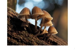 Macedon fungi - Susan Rocco (Commended - Open B Grade - 11 Jun 2020 PDI)