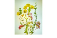Australian Natives - Lesley Bretherton (Commended - Open A Grade - 11 Mar 2021 PRNT)