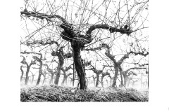 Marching Vines - Kaye Linsdell (Commended - Open B Grade - 11 Mar 2021 PRNT)