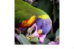 Polly wants some nectar - Gary Richardson (Commended - Open A Grade - 11 Mar 2021 PRNT)