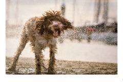 Walter - Suzanne Martin (Commended - Set Subj A Grade - 11 Mar 2021 PRNT)