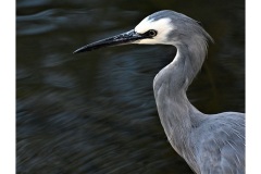 Heron-Portrait-Adrian-Fisher-Highly-Commended-Open-B-Grade-Print-12-May-2022