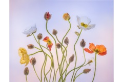 Poppies-Lesley-Bretherton-Commended-Open-A-Grade-Print-12-May-2022