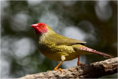 Star-finch-Gary-Richardson-Highly-Commended-Open-A-Grade-Print-12-May-2022