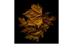 Autumn leaves - Alan Donald (Commended - Set Subj A Grade - 13 Aug 2020 PDI)
