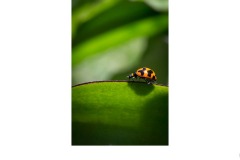 Bridge - Russell Mason (Commended - Open B Grade - 13 Aug 2020 PDI)