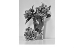 Camelias - Susan Rocco (Highly Commended - Set Subj B Grade - 13 Aug 2020 PDI)