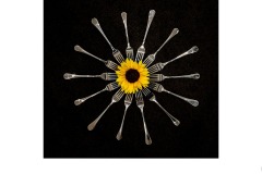 Forked Sun Flower - Graeme Diggle (Highly Commended - Set Subj A Grade - 13 Aug 2020 PDI)