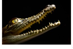 Snapper - Robyn Faris (Commended - Open B Grade - 13 Aug 2020 PDI)