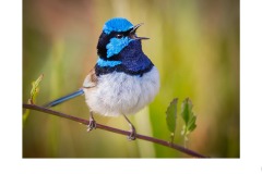 blue wren - Kyffin Lewis (Best - Open A Grade - 13 Aug 2020 PDI)