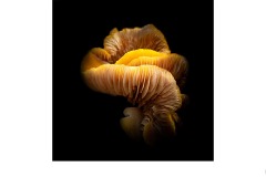 Fungi Study - Nicole Andrews (Highly Commended - Open A Grade - 13 May 2021 PRNT)