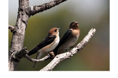 Is it a bird Is it a plane it's...... - James Mexias (Best - Set Subj A Grade - 13 May 2021 PRNT)